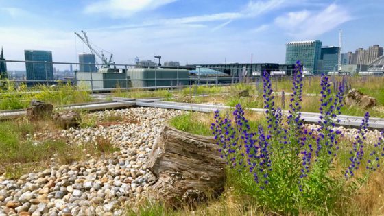 Green roof in the City of London