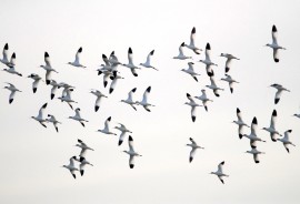 Breeding Bird Surveys - Avocets