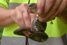 Giles Holding Adder