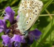 Blue Butterflies Brighton