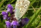 Blue Butterflies Brighton