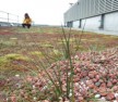 Green Roof London