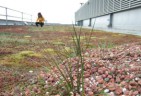 Green Roof London