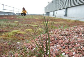 Green Roof London
