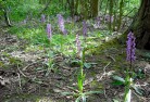Statutory Agencies Early Purple Orchid