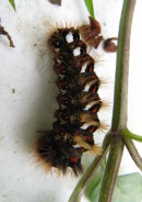 Invertebrate training