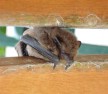 Pipistrelle