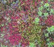 Sedum roof green roof