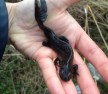 Male great crested newt from a bottle trap