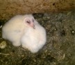Barn Owl Chick