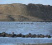 Port breeding birds