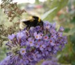 Bumble Bee