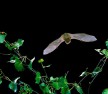 Common Pipistrelle Bat, Bat Survey