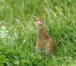 Corncrake Reintroduction Project