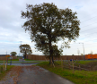 Arboricultural Survey DP World Gateway port