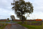 Arboricultural Survey DP World Gateway port