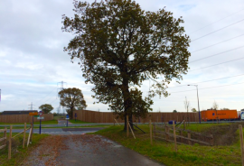 Arboricultural Survey DP World Gateway port