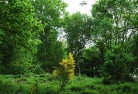 Arboricultural Services - Tree Surveys and Reports