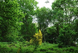 Arboricultural Services - Tree Surveys and Reports