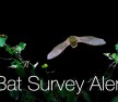 bat survey alert mitigation - blog