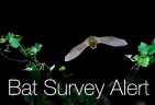 bat survey alert mitigation - blog
