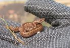 Translocation of a juvenile adder for Galloper Wind Farm