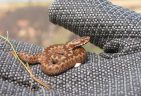 Translocation of a juvenile adder for Galloper Wind Farm