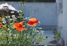 biodiversity net gain - cornfield annuals on green roof